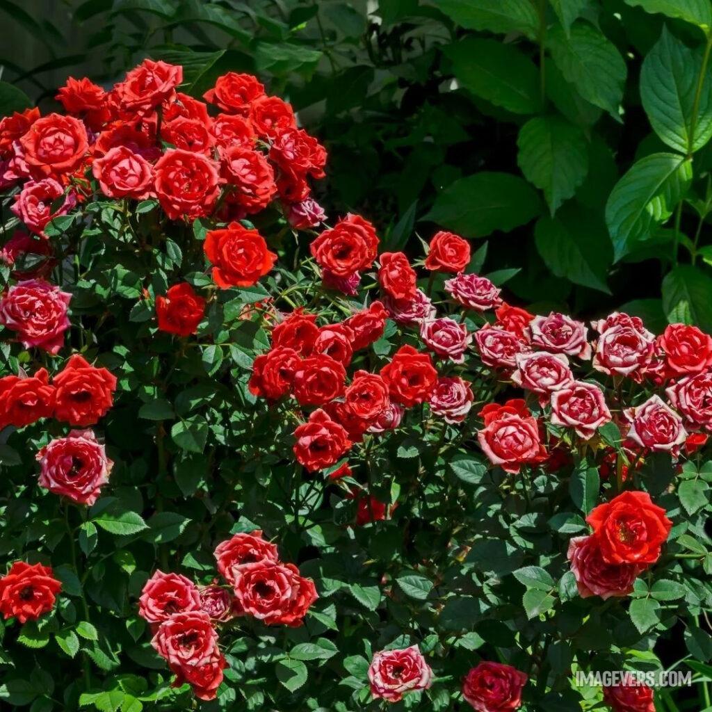 Bunch-of-roses-looks-pretty-in-garden