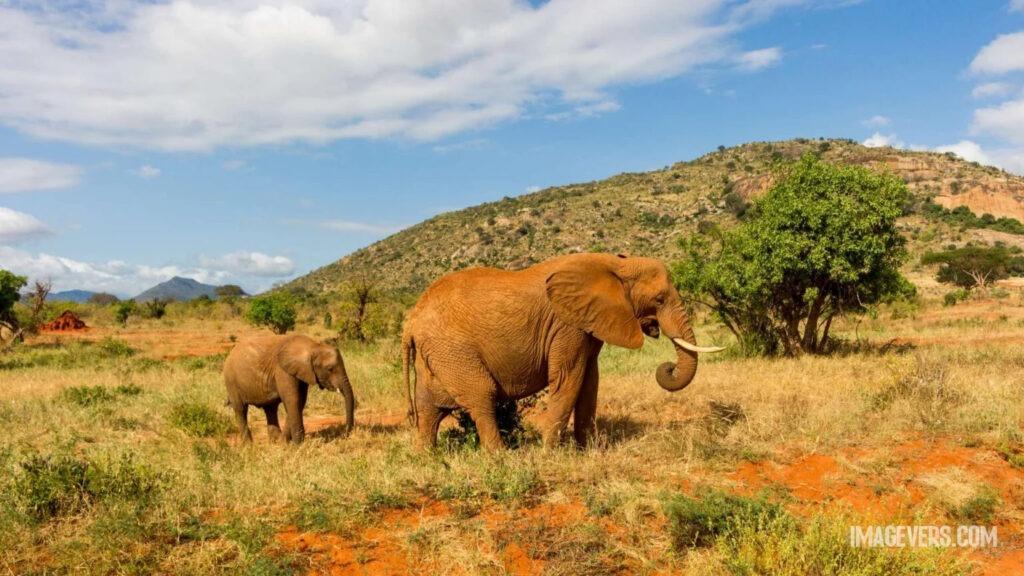 Elephant passing in the forest with her baby