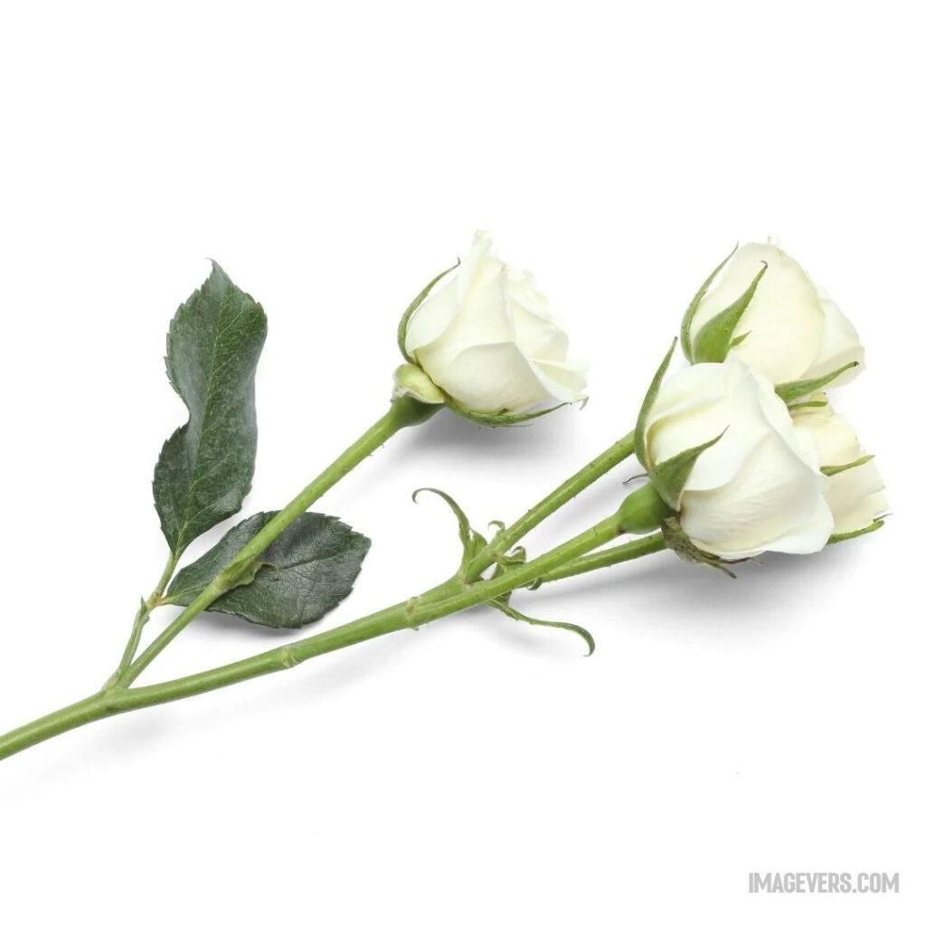 The-white-roses-are-slightly-falling-on-a-white-backdrop