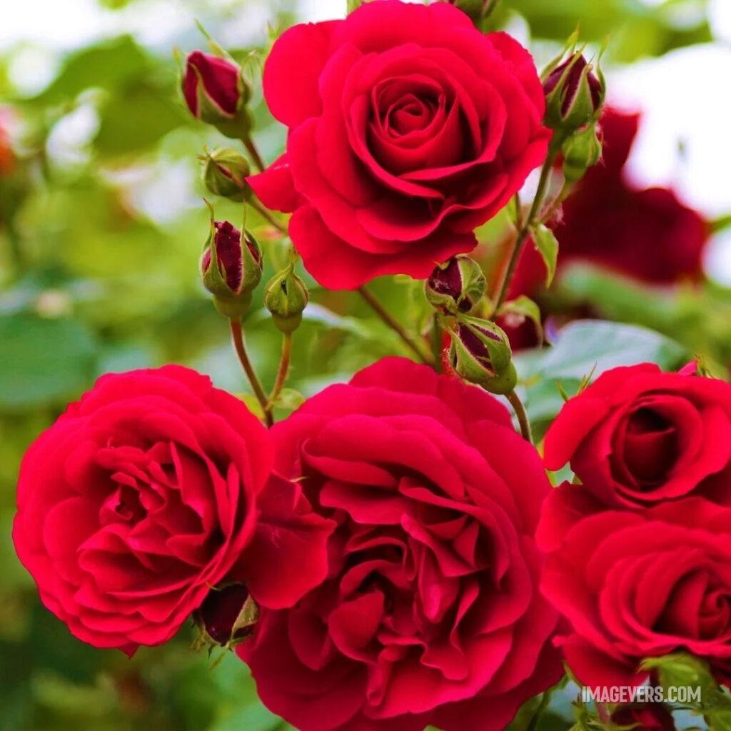 These-Red-Roses-are-looking-very-attractive-some-roses-are-still-in-buds