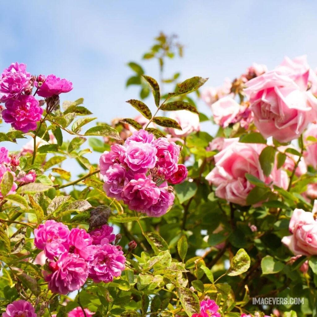 These-roses-have-different-shades-of-pink-along-with-brown-spotted-leaves-along-with-sky-backdrop