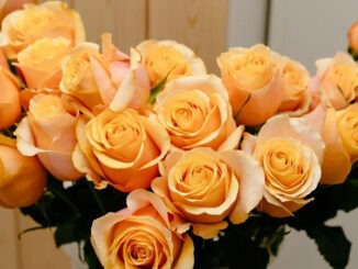 Yellow-roses-are-arranged-in-a-semi-circle-stand-out-against-the-wooden-backdrop