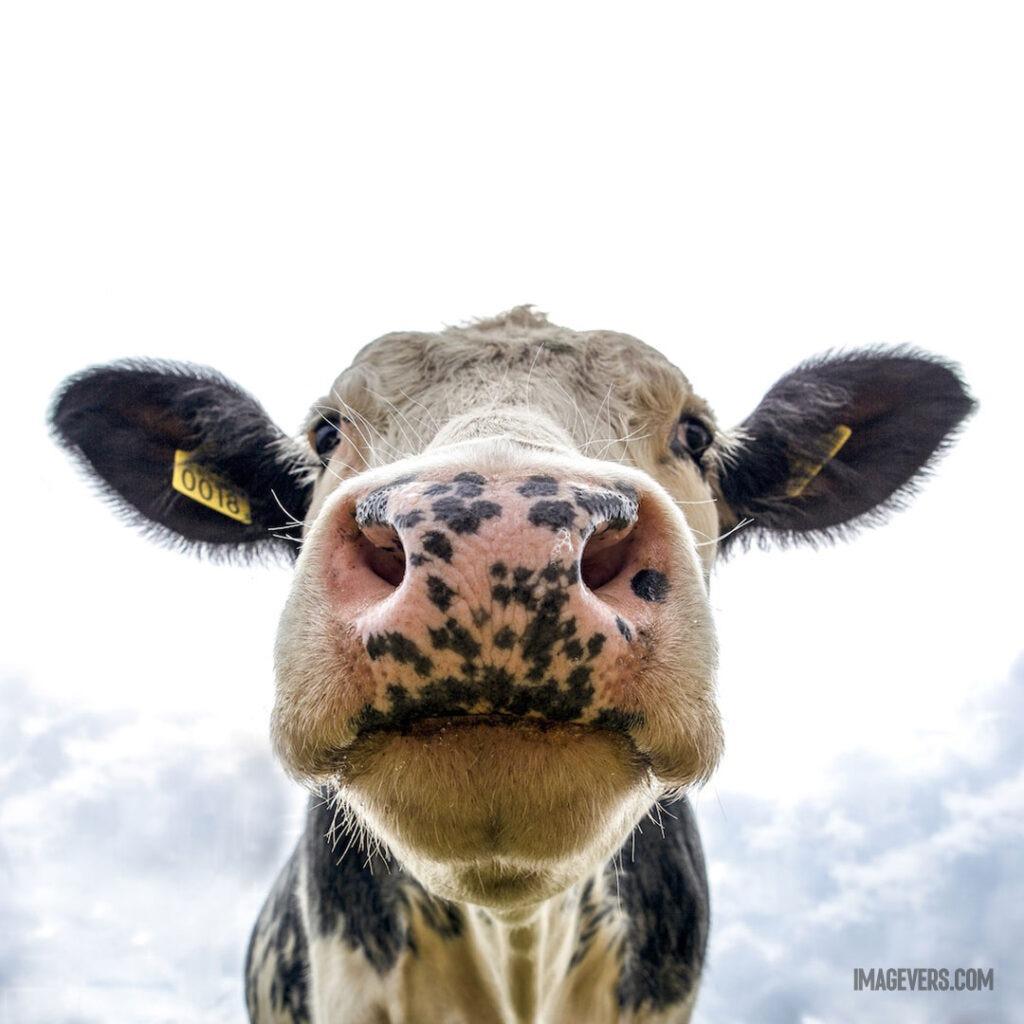 Black-and-White-Dairy-Cow's-Head