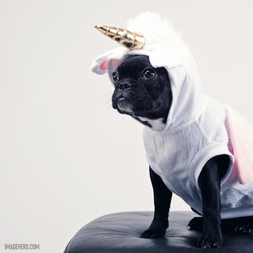 Boston-Terrier-Wearing-Unicorn-Pet-Costume