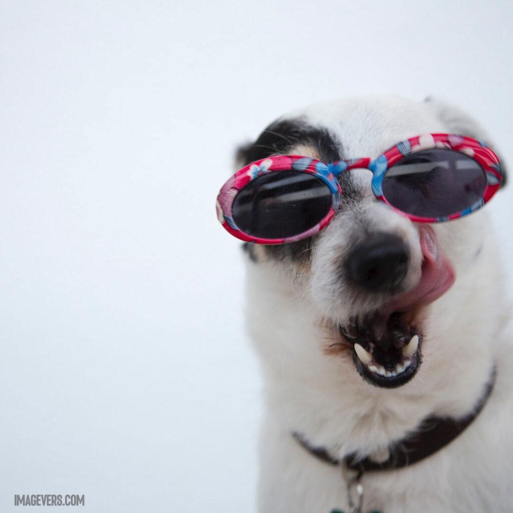 Close-Up-Photo-of-Dog-Wearing-Sunglasses