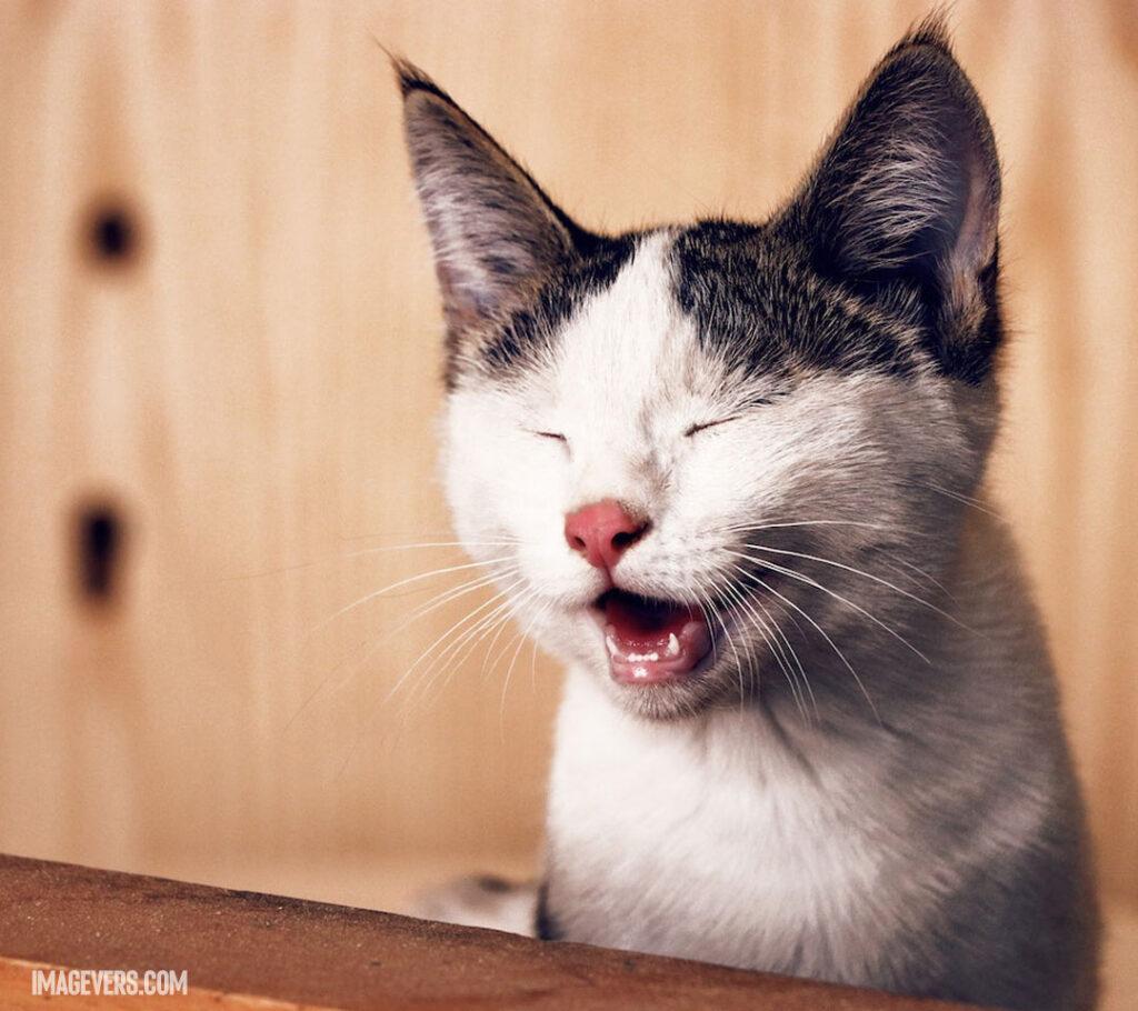 Close-up-Photo-of-Cat-with-its-Eyes-Closed