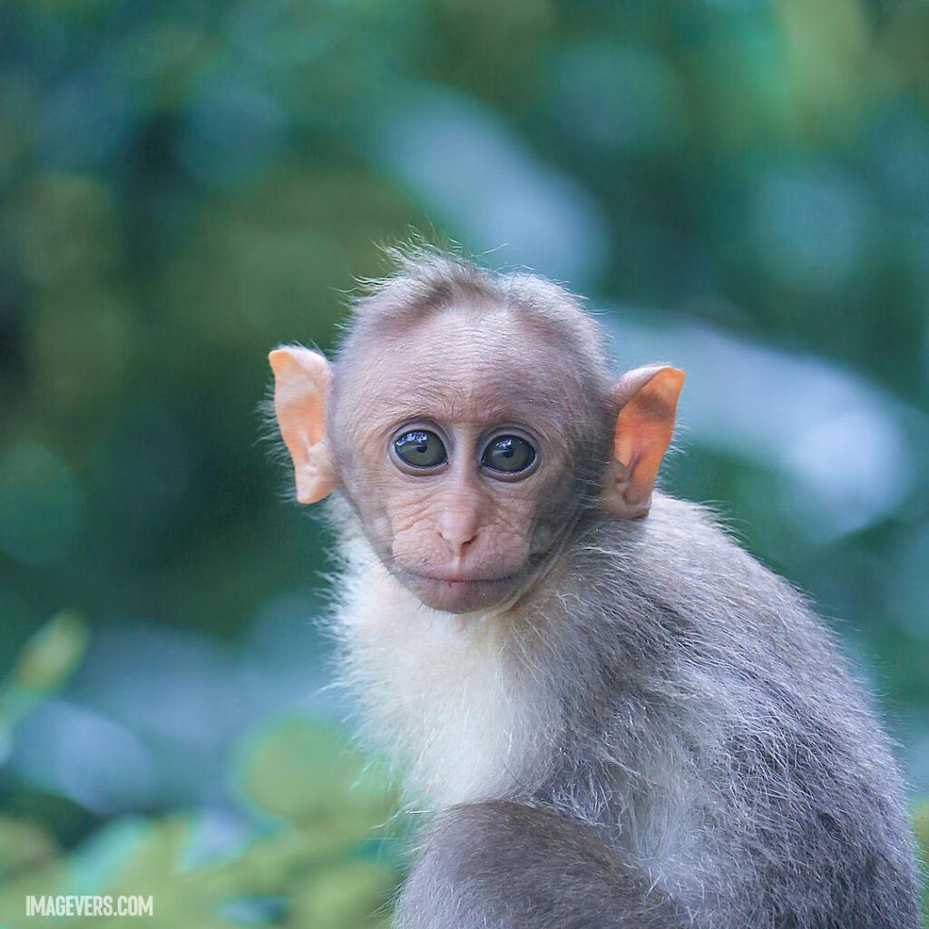 Focus-Photography-of-Gray-Monkey