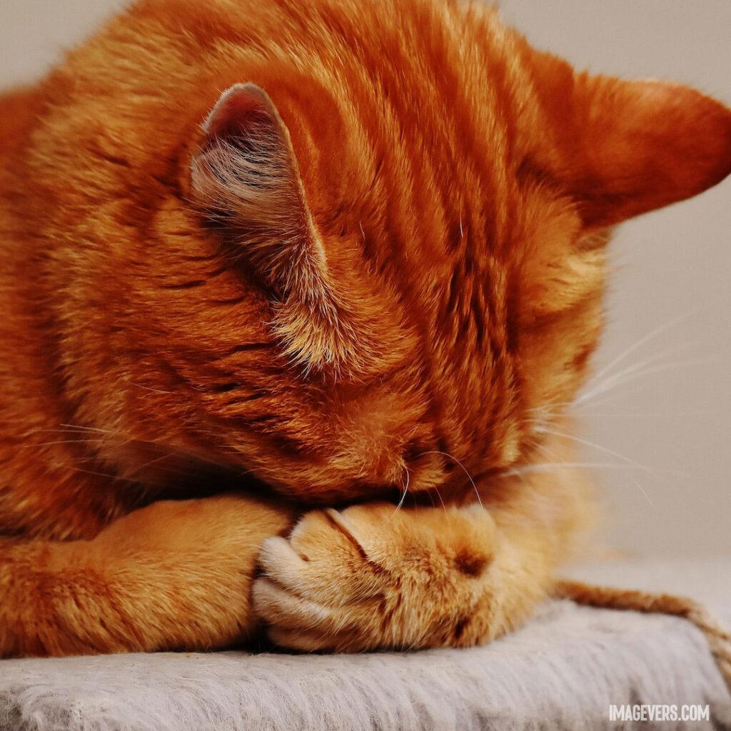 Orange-Tabby-Cat-hiding-its-Face