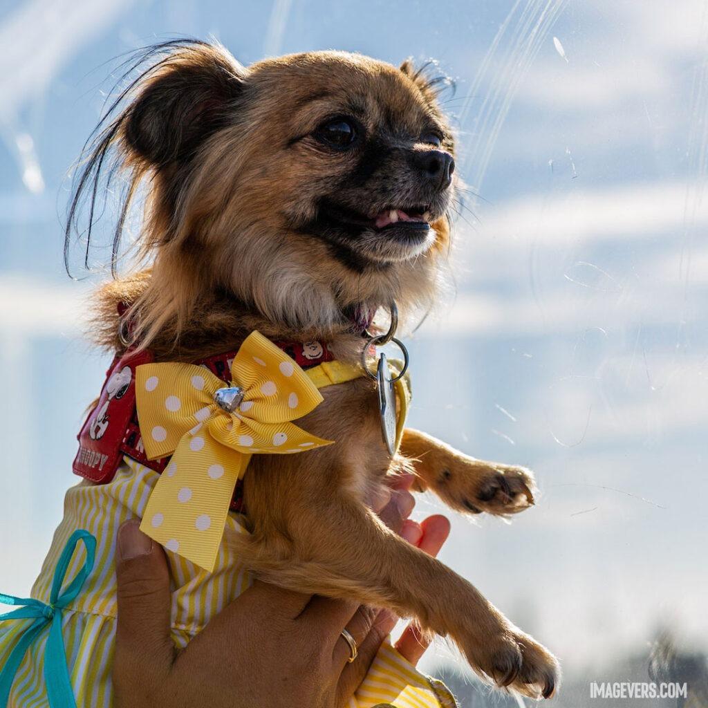 Person-Holding-Adult-Brown-Chihuahua