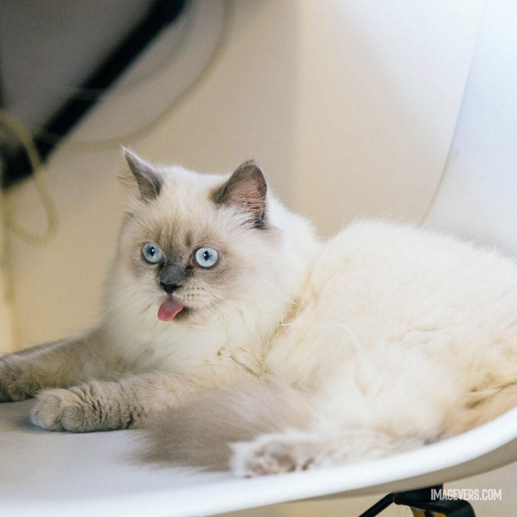 Ragdoll-Cat-on-a-White-Chair