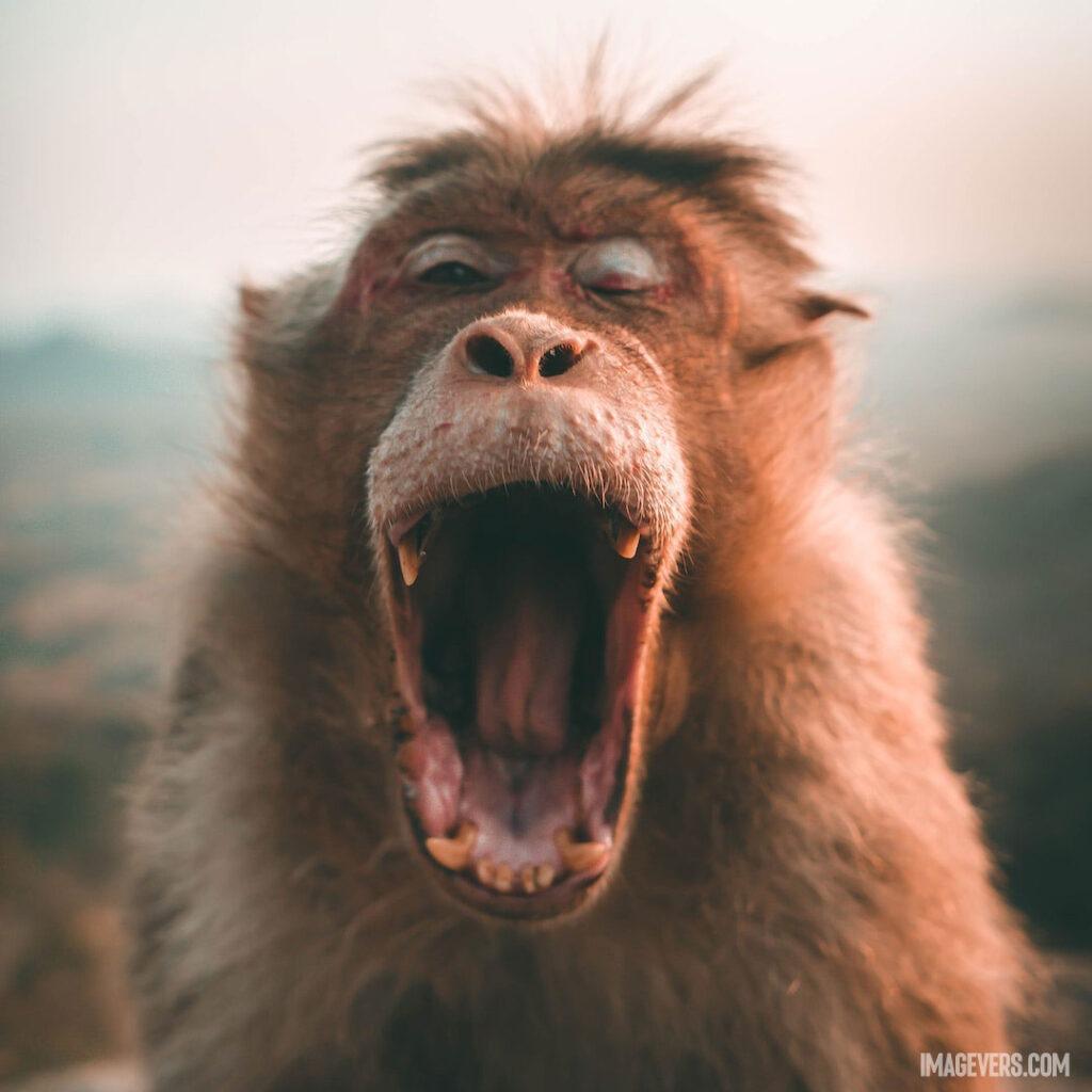 Selective-Focus-Photo-of-Brown-Monkey