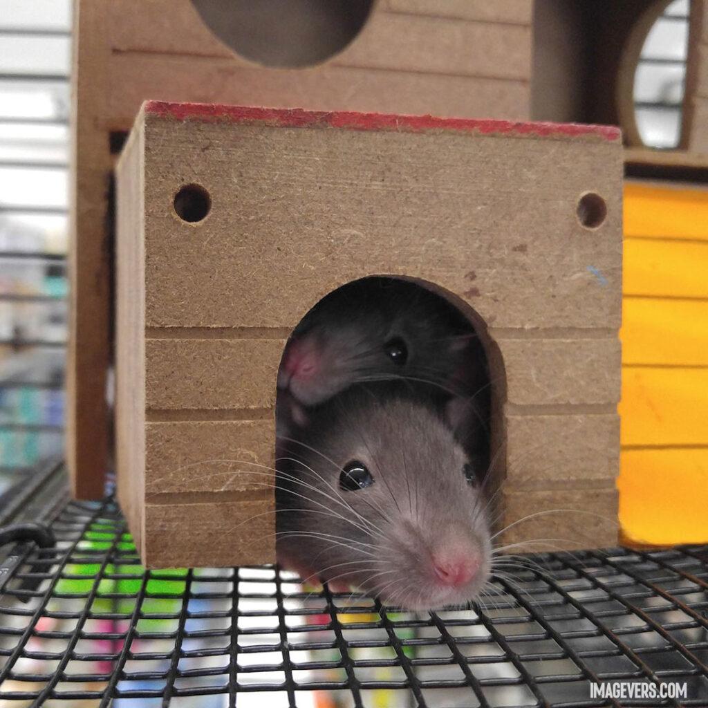 Two-Gray-Mice-Inside-Brown-House